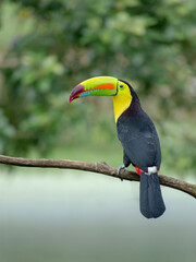 Iconic Keel-billed Toucan (Ramphastos sulfuratus) perched on a branch in rainforest