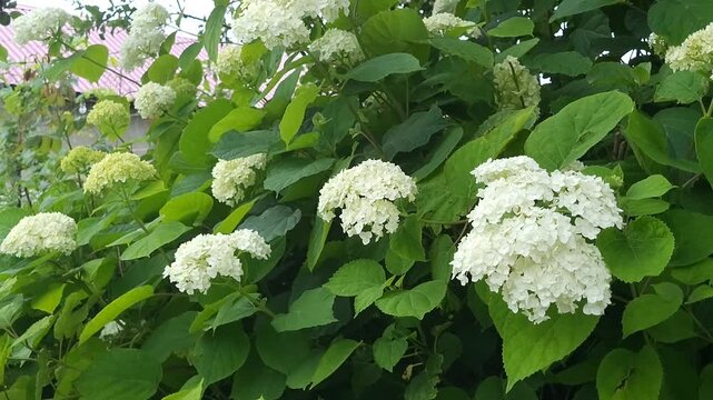Hydrangea bush in the garden close-up