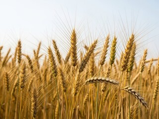 Fototapeta premium Golden Wheat Field with Blue Sky and Sunlight under