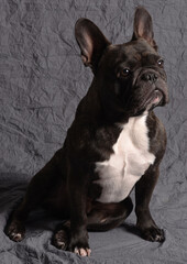 Bouledogue fran&ccedil;ais