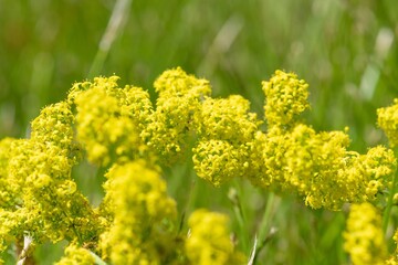 Obraz premium Ladys bedstraw (galium verum) flowers in bloom