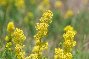 Ladys bedstraw (galium verum) flowers in bloom