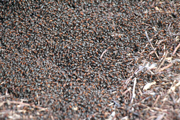 Forest ants in an anthill