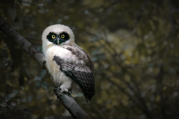 Fluffy juvenile Spectacled Owl (Pulsatrix perspicillata) with white feathers and yellow eyes looking at camera