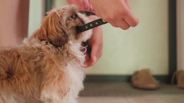Puppy Chews Leather Collar, Young Dog Nibbles On Leather Collar During Playful Indoor Moment, Young Puppy In Hallway Tests Leather Collar Offered By Owner With Wooden Floor Underneath