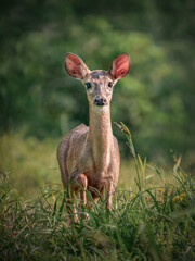 Vertical portrait of a White-tailed Deer (Odocoileus virginianus) looking at camera
