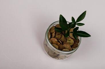 A glass jar filled with coins, and a green plant growing from within, representing financial growth, investment, savings, and prosperity. Set ag