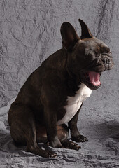 Bouledogue fran&ccedil;ais