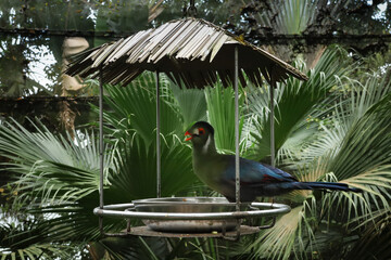 Red crested turaco tropical bird, endemic to Angola, eating from bird feeder in the Singapore Zoological Garden.