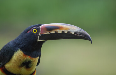 Close-up profile of a Collared Aracari (Pteroglossus torquatus) showing its serrated beak