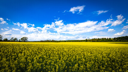 Fototapeta premium Rapsfeld im Frühling