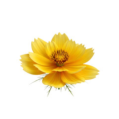 Bright yellow flower, possibly a dahlia or sunflower, isolated on a clean white background, showcasing its petals and summer bloom