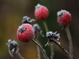 Obraz premium Hagebutten mit Reif