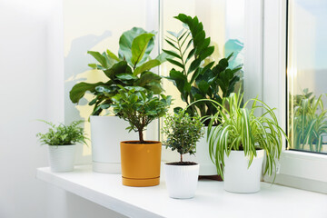 Different beautiful houseplants on window sill at home