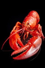Live red lobster on a black reflective surface