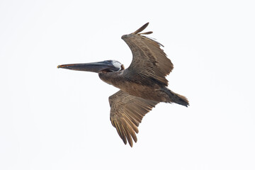 Obraz premium Porträt eines fliegenden Braunpelikans