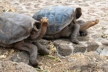 Fototapeta premium Zwei Galapagos Riesenschildkröten, eine der vielen Attraktionen auf den Galapagos Inseln