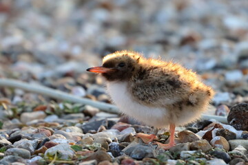 common tern chick