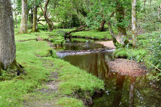 Beautiful landscape view of stream flowing through woodland in rural Wales on a Spring day