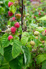 Fresh red raspberries growing outdoors in a vegetable garden, ripe and ready for picking.