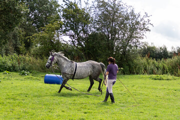Young woman trains her beautiful grey horse to move on a lunge rein outdoors in the English countryside on a summers day 