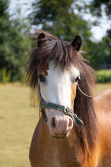 Close up shot of beautiful young pony horse standing outdoors in field, the animal is wearing a halter to enable it to be caught if needed.