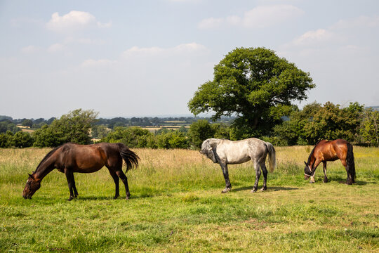 Happy horses, three horses grazing happily in the English countryside on a summers day 