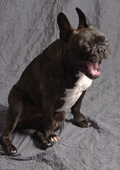 Bouledogue fran&ccedil;ais