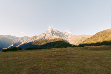 Fototapeta premium Mountain meadow landscape with a towering peak under clear sky, alpine grassland bathed in warm sunlight, panoramic vista of rolling hills and tranquil natural scenery at dawn.
