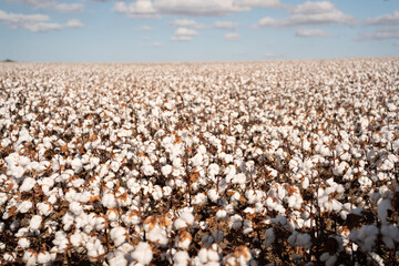 cotton plantation