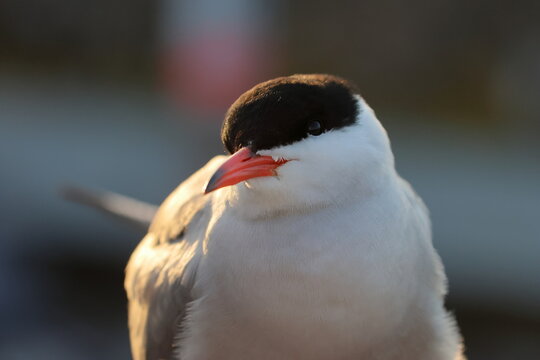 common tern
