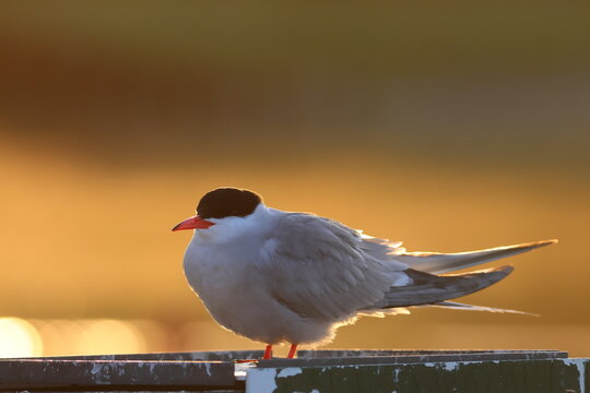 common tern