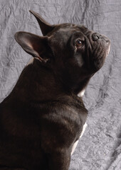 Bouledogue fran&ccedil;ais