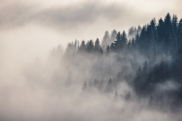 Misty forest valley in a winter morning. The Orava region in north of Slovakia, Europe.