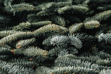 Fir branches as christmas background. Evergreen christmas branches.