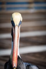 Portrait of a male pelican