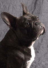 Bouledogue fran&ccedil;ais