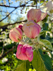 Apple tree blooming with pink flower buds in spring