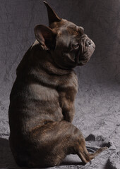 Bouledogue fran&ccedil;ais