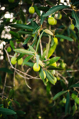 An olive branch with olives at its end.