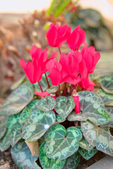 Typical red Christmas flower planted in a flowerpot.