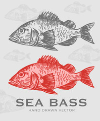Sea bass, perch,  fish, seafood, vector sketch illustration, hand drawn