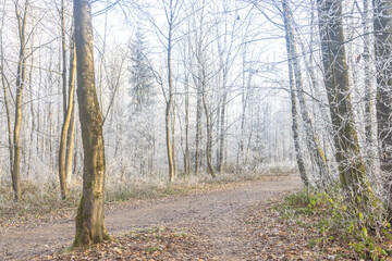 Winter's Embrace: A serene path winds through a forest adorned with frost-kissed trees. Sunlight filters through the branches, creating a magical, wintry atmosphere.
