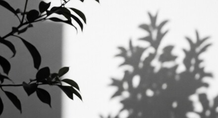 Sunlit tranquility Delicate tree leaves and their graceful shadows paint an organic pattern on a pristine white wall, evoking natural calm and minimalist beauty