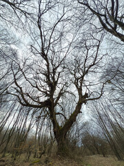 Ancient gnarled tree standing in a winter forest