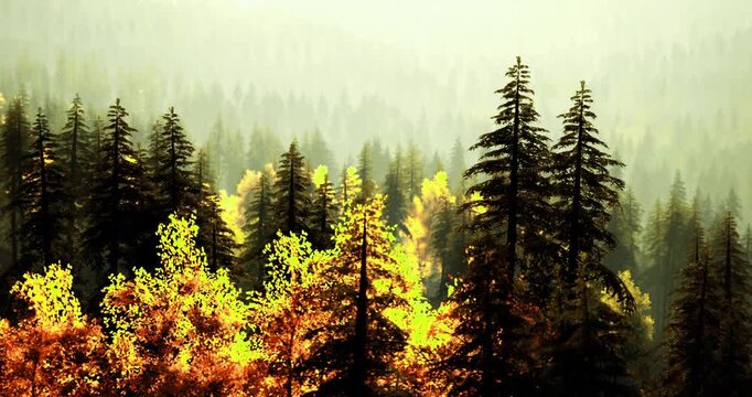 Golden and orange foliage fills the landscape as tall pine trees stand amidst a misty backdrop. The soft sunlight casts an enchanting glow over the woods during the autumn season.