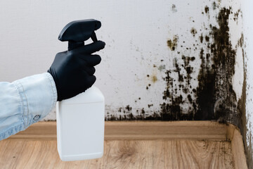 A person wearing a glove holds a spray bottle while standing near a wall covered in mold. Silent health threat. Concept remove the mold to clean the area and improve conditions.