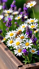 Honey bee hovers over white daisies and lavender in a rustic wooden planter box, green, daisy