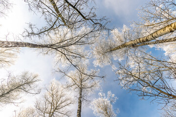 A frosty forest canopy reaches for the winter sky. Crisp, white branches create a stark contrast against the pale blue, offering a serene, natural, and wintery scene.