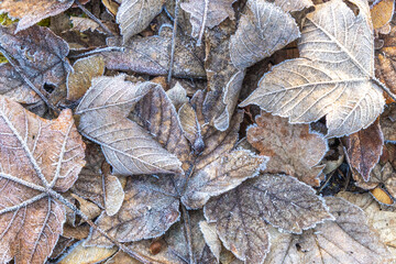Frost-kissed leaves in a winter embrace, crisp air whispers through the foliage, painting delicate patterns. Nature's artistry unveiled in a symphony of frozen beauty.